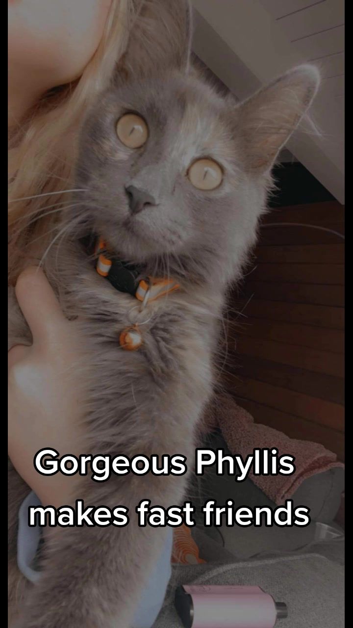 @Sophie the Blind Kitty