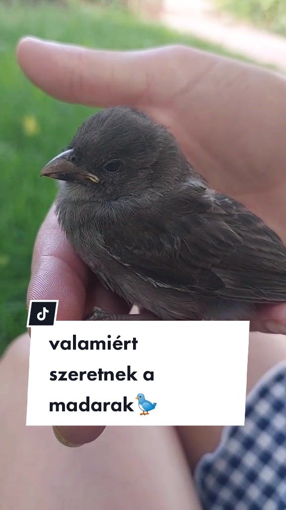 @Daisy Bukovicsné Bék