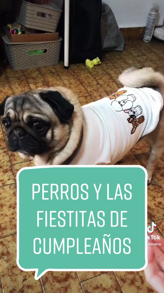 @flor_sba