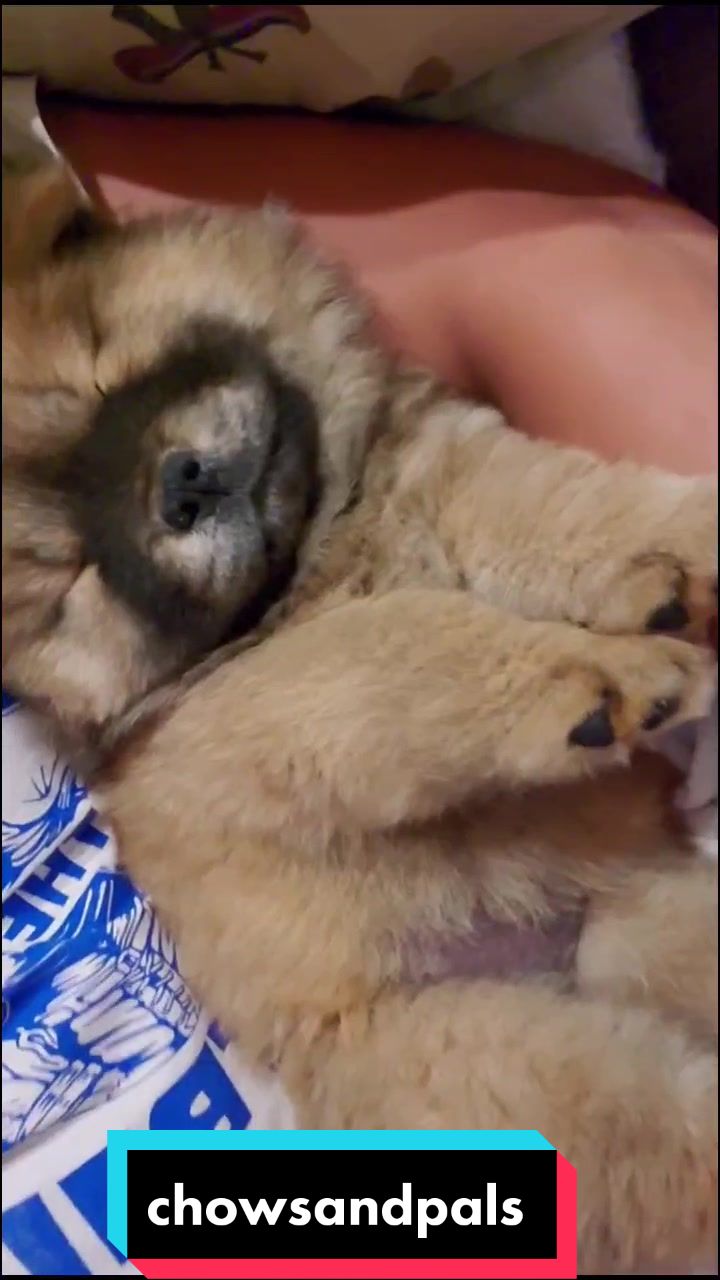 @chowsandpals