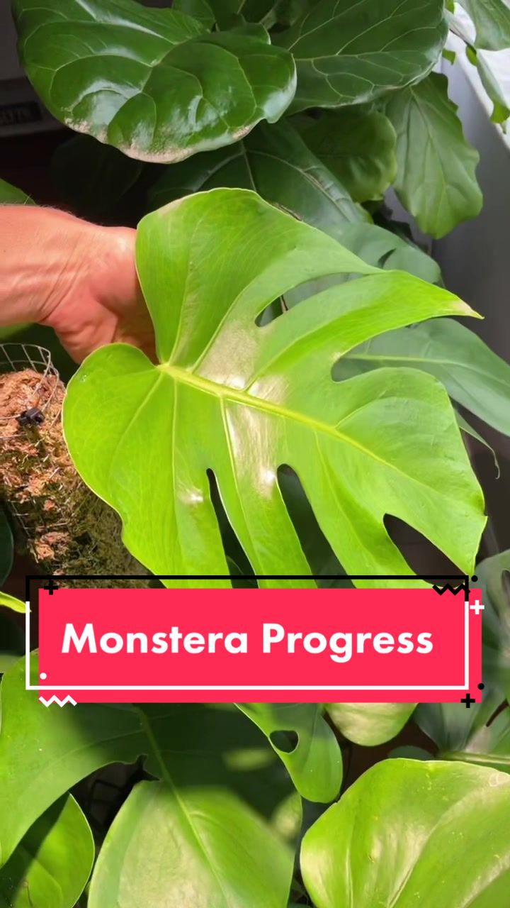 @Monstera Mom