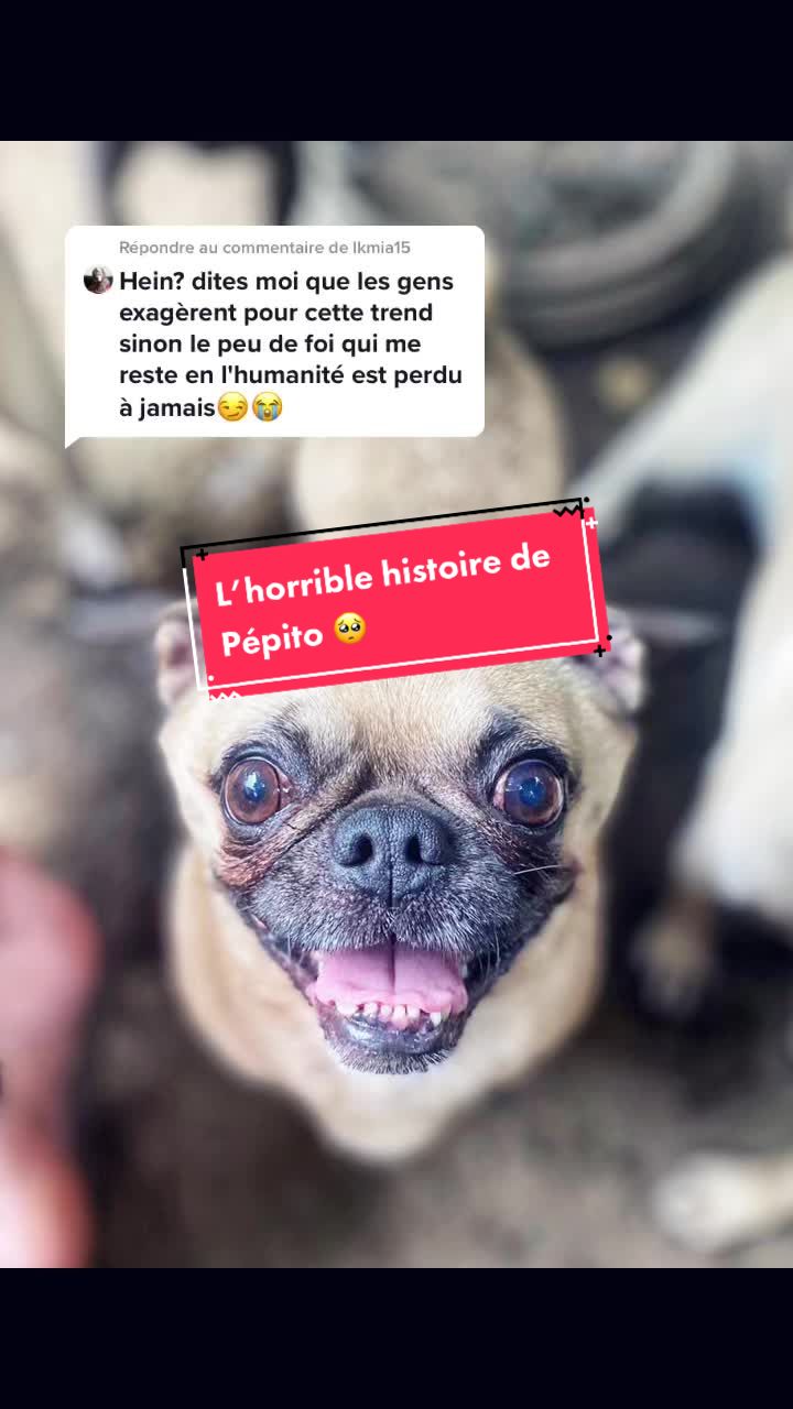 @St&eacute;phanie | PugsFrenchies 💜🐶