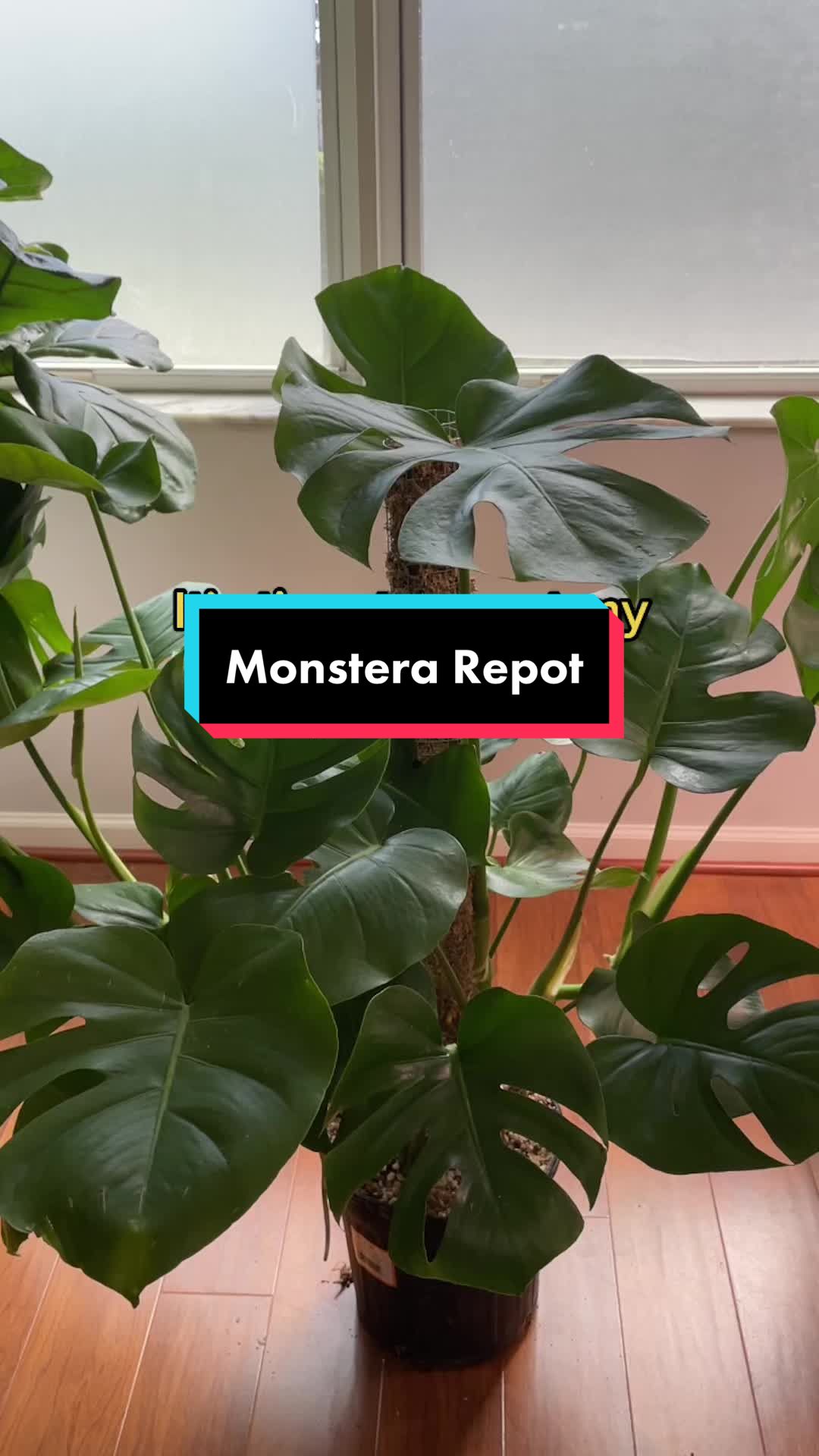 @Monstera Mom