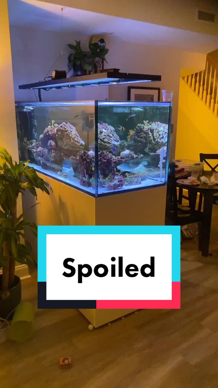 @Puff Daddy Reef 🦈🐠