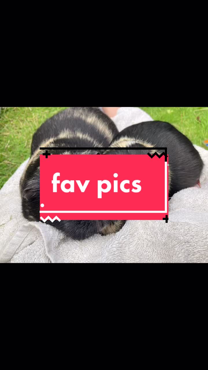 @Guinea pig tricks 🐹👍