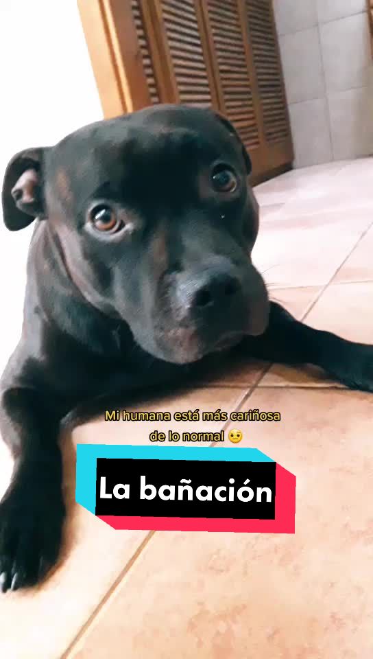 @😍 GOFIO Y PERLA 😍