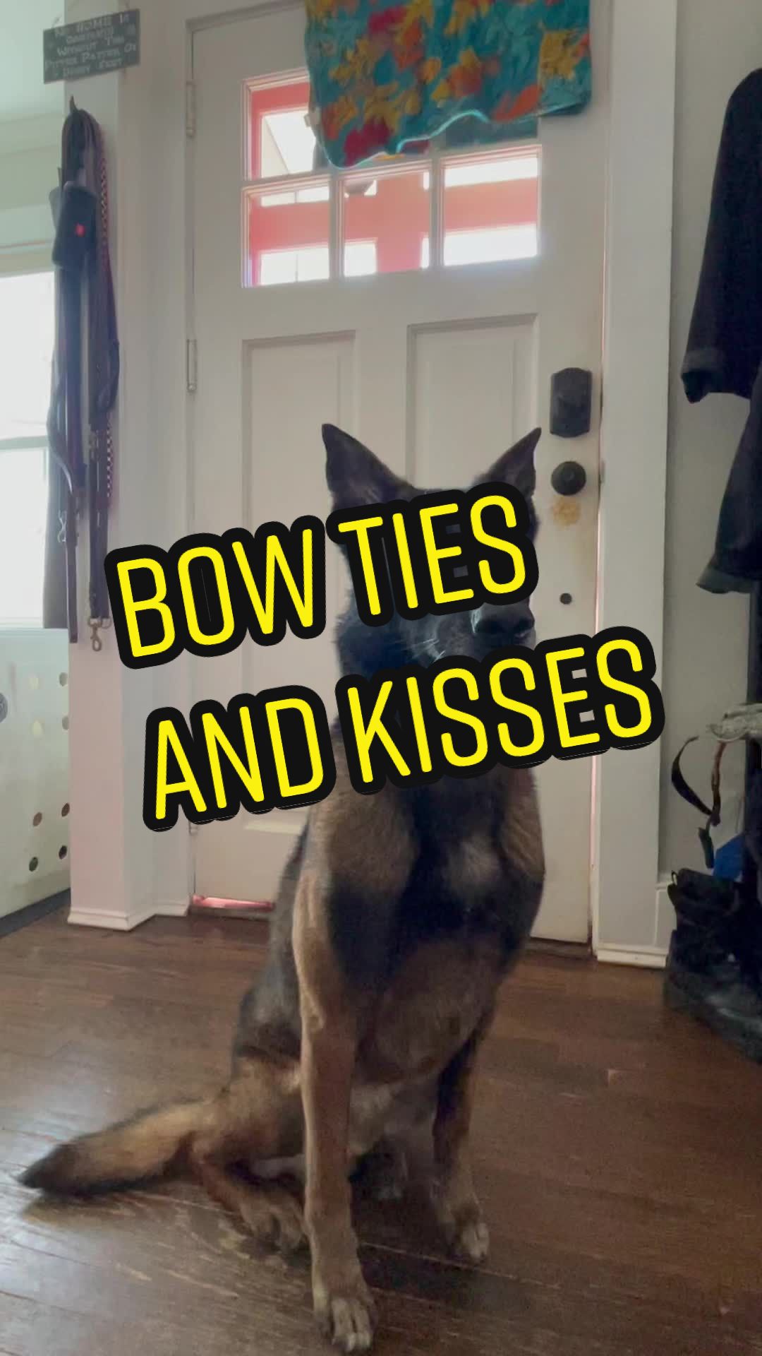 @Ncringdogs