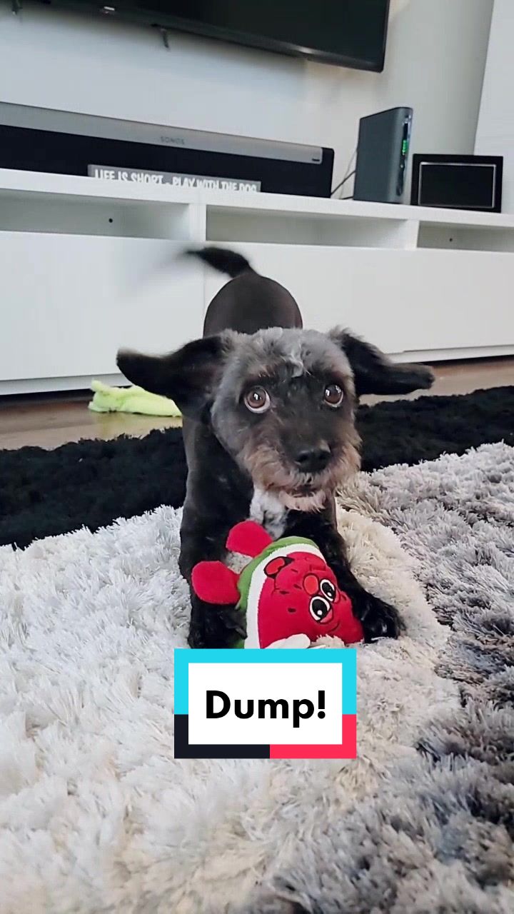 @Koda the Canine Yoda