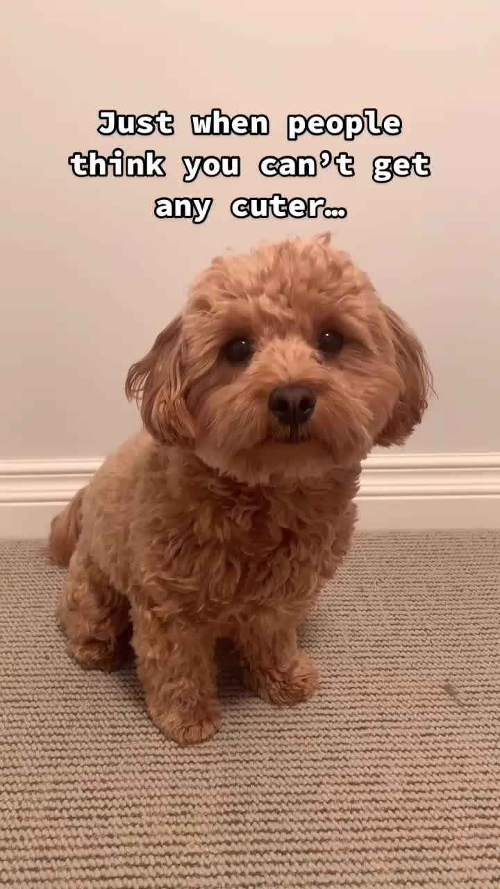 @⚡️Cutest puppy on planet earth