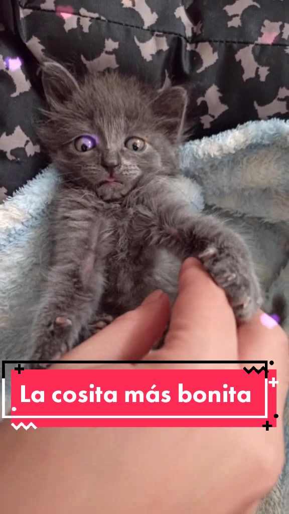 @Gato Orión