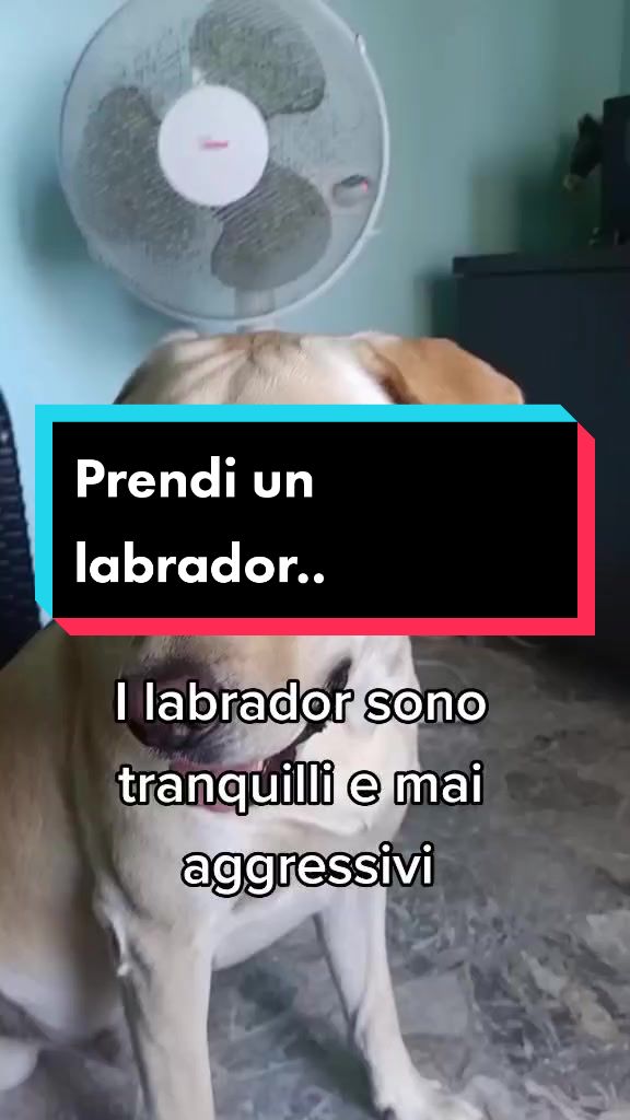 @il mio amico Lucky