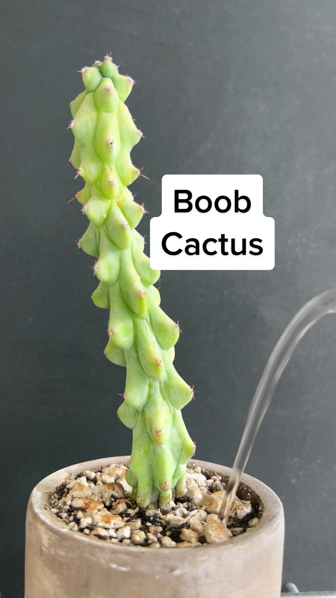 @Plant Daddy Podcast