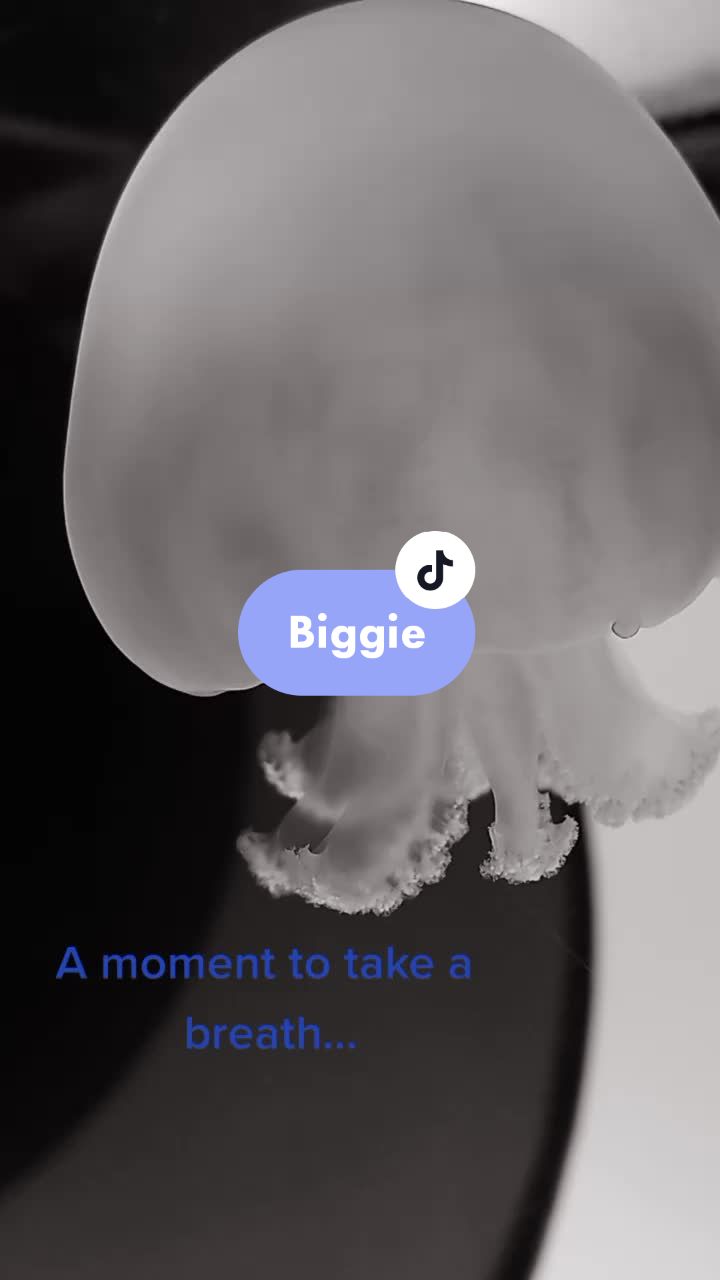 @Sting the jellyfish