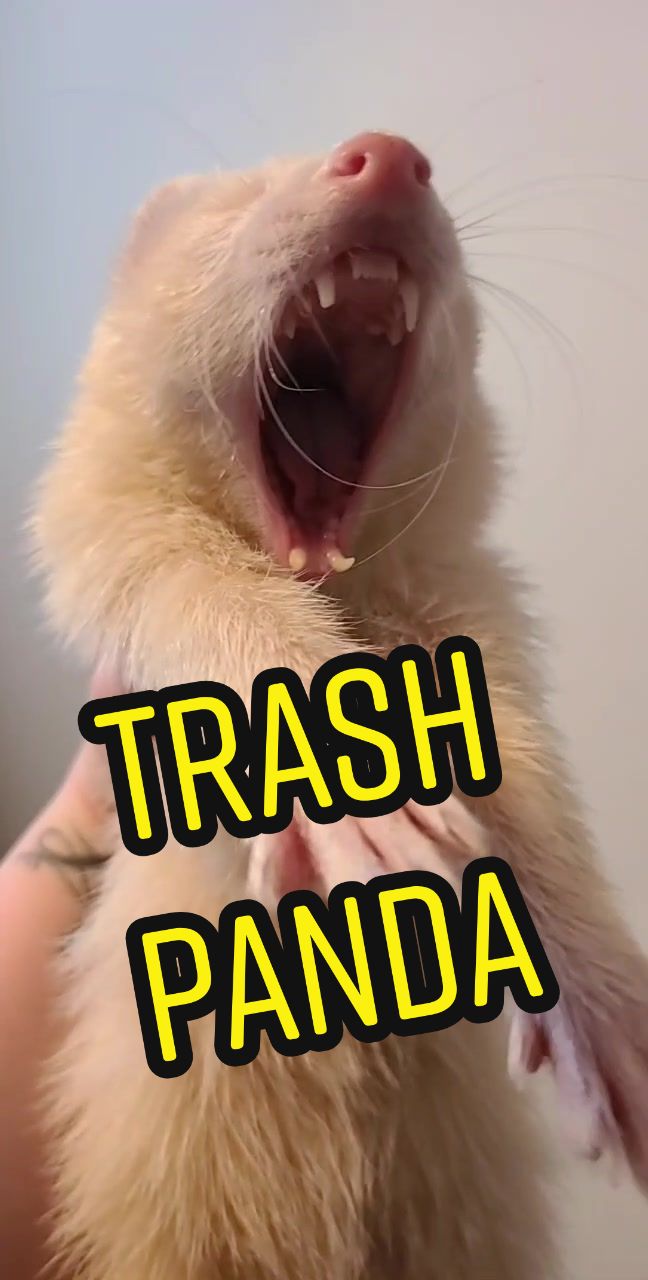 @Fuchsia