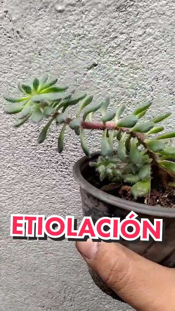 @Que Suculentas