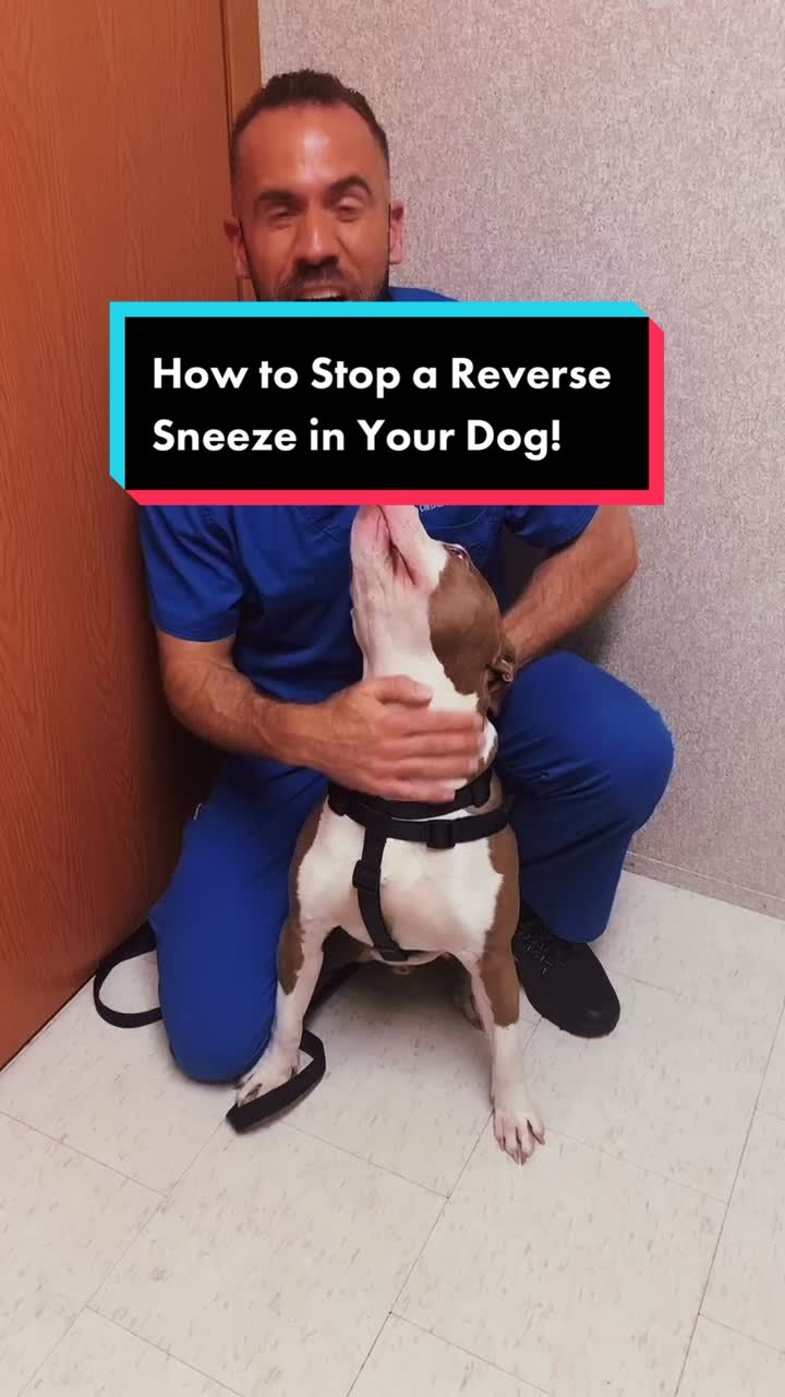 @dr.adam_christman_Veterinarian