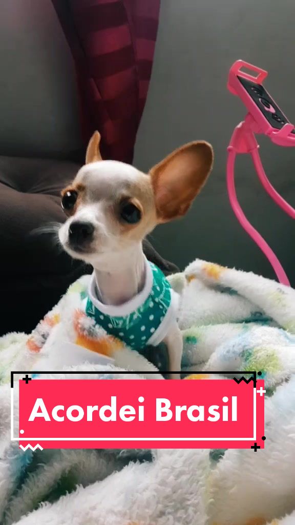 @Lilizinha🐶
