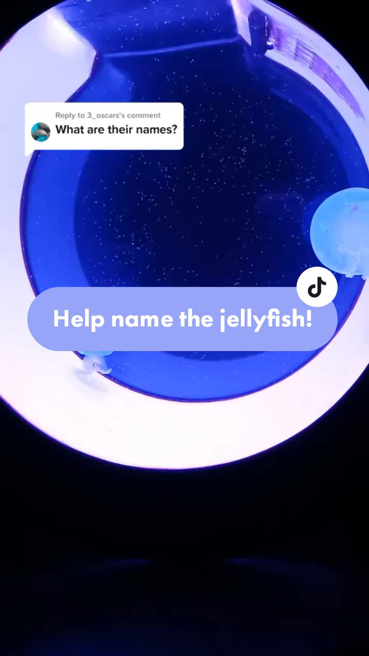 @Sting the jellyfish