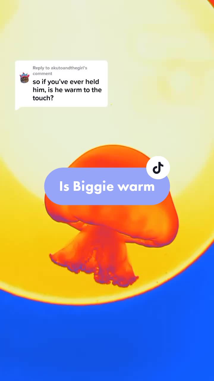 @Sting the jellyfish