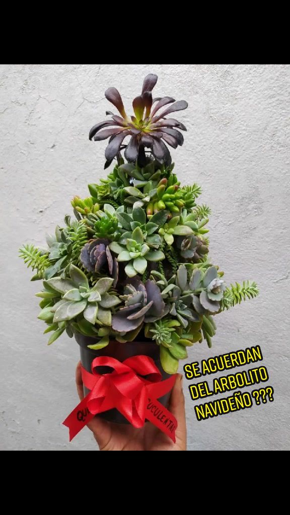 @Que Suculentas