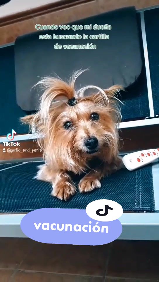 @😍 GOFIO Y PERLA 😍