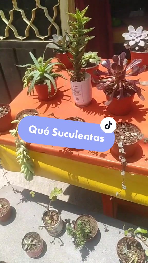 @Que Suculentas
