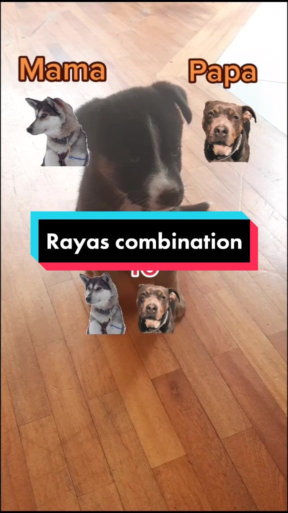 @Nala_and_Raya