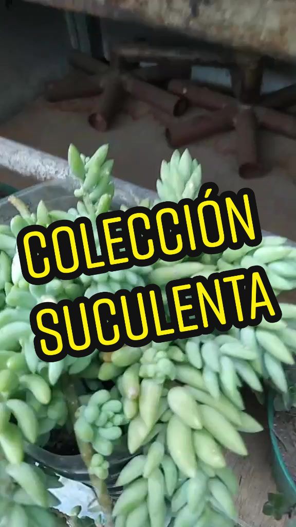 @Que Suculentas