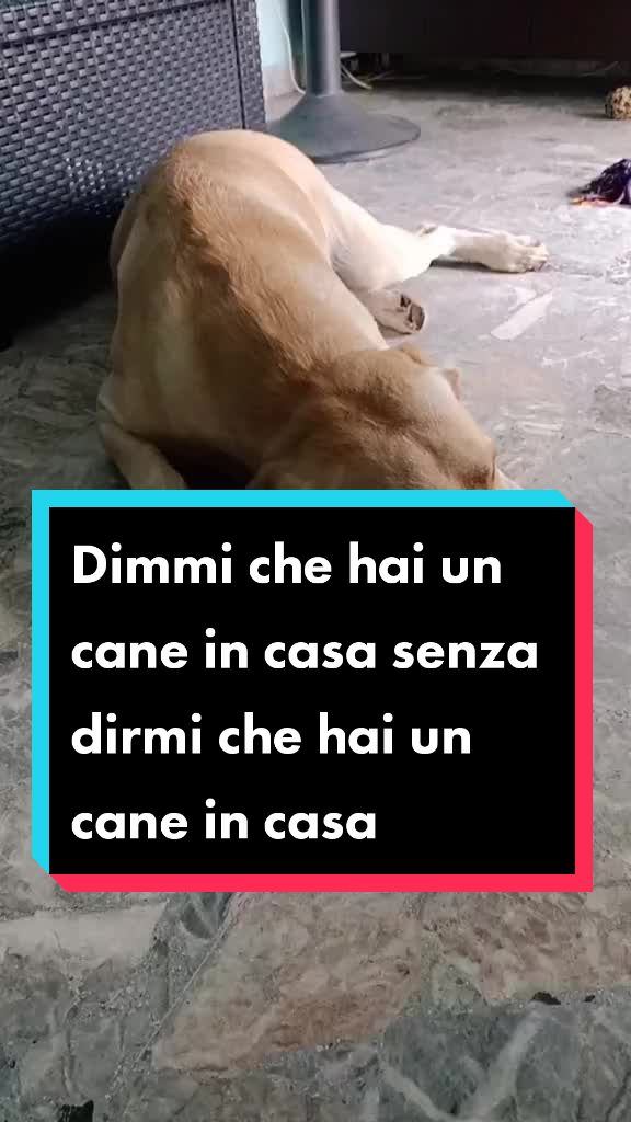 @il mio amico Lucky
