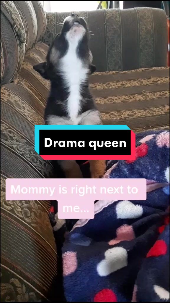 @Nala_and_Raya