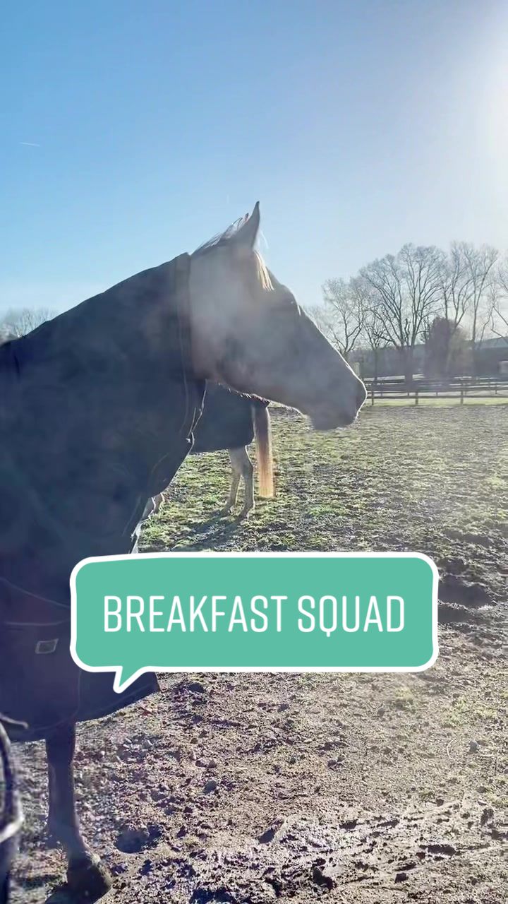 @TheChoiceEquestrian