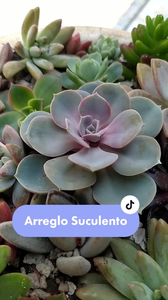 @Que Suculentas