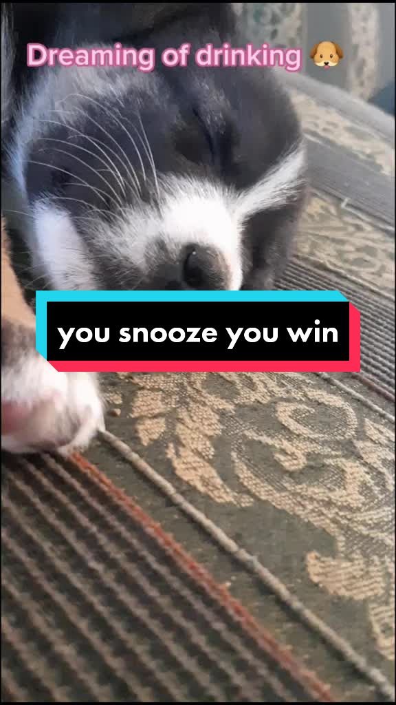 @Nala_and_Raya