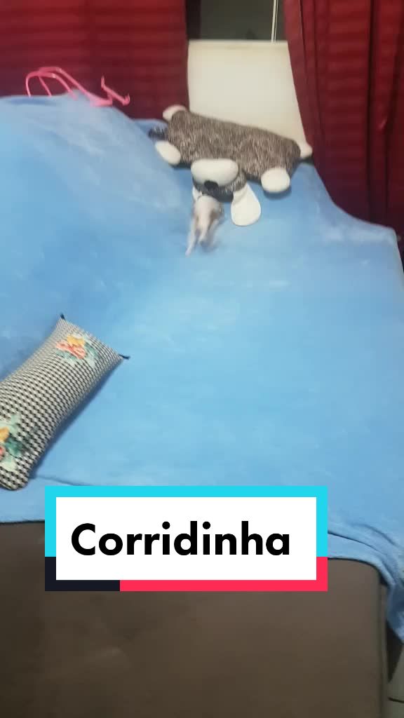 @Lilizinha🐶