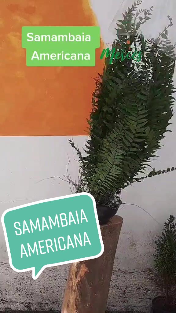 @Estúdio Mercês