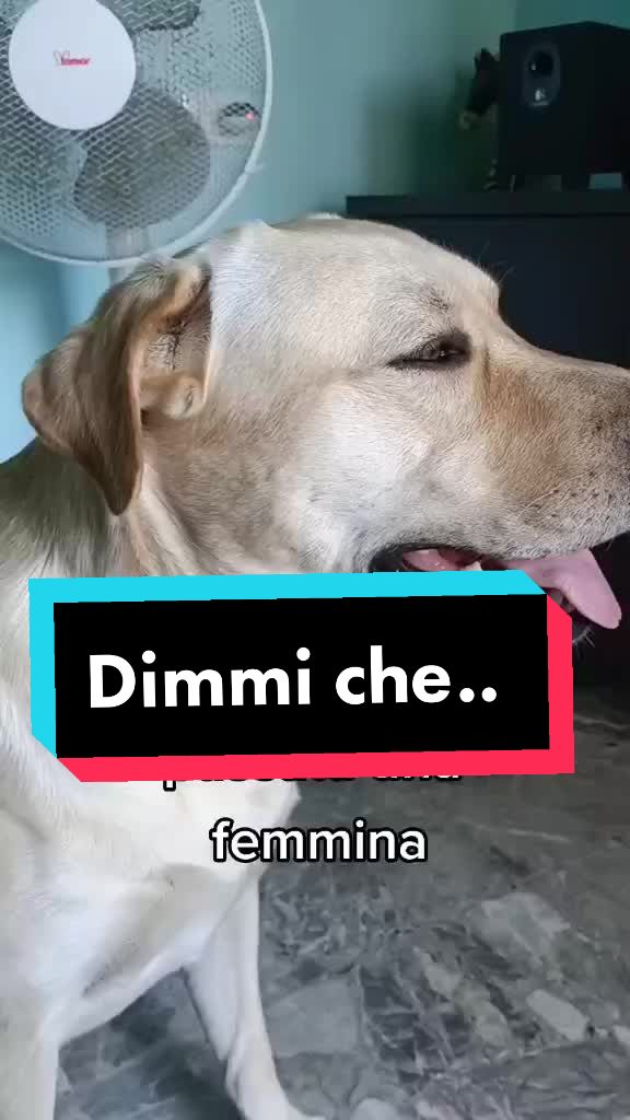 @il mio amico Lucky