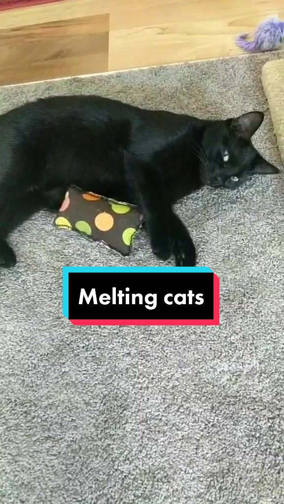 @Greeneyedkitties