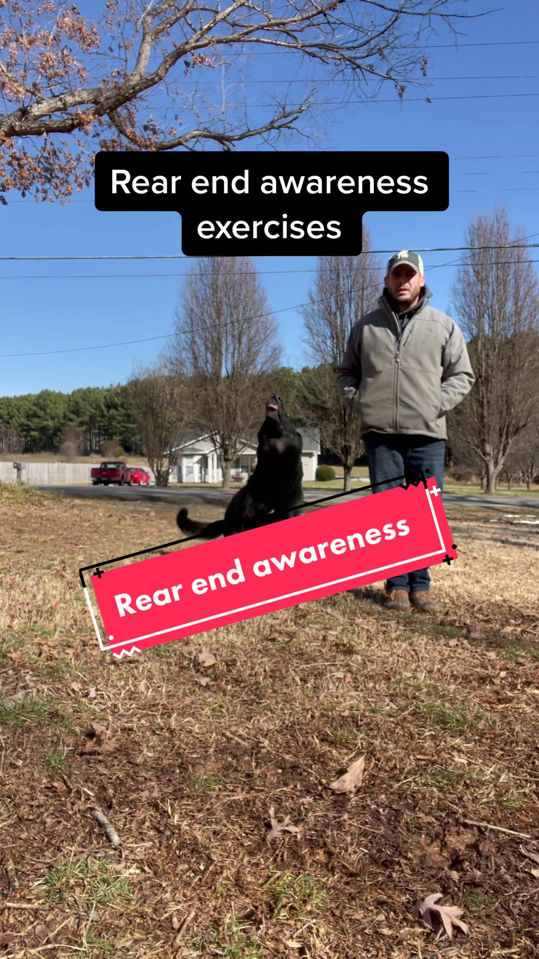 @DivineCanineDogTraining