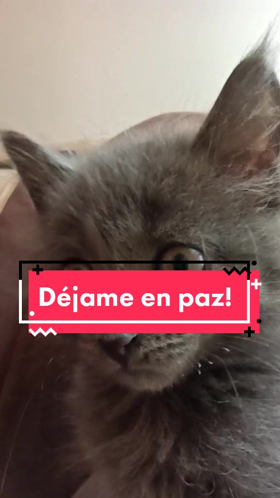 @Gato Orión