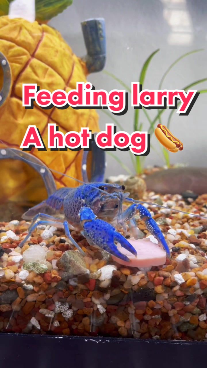 @Larrythebluecrawfish