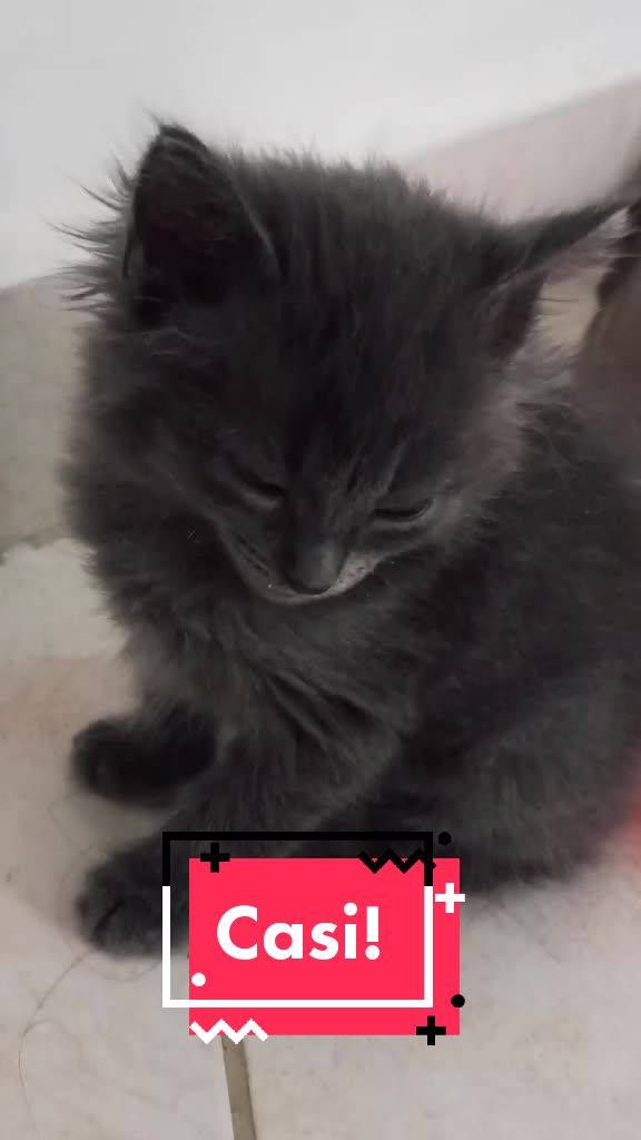@Gato Orión