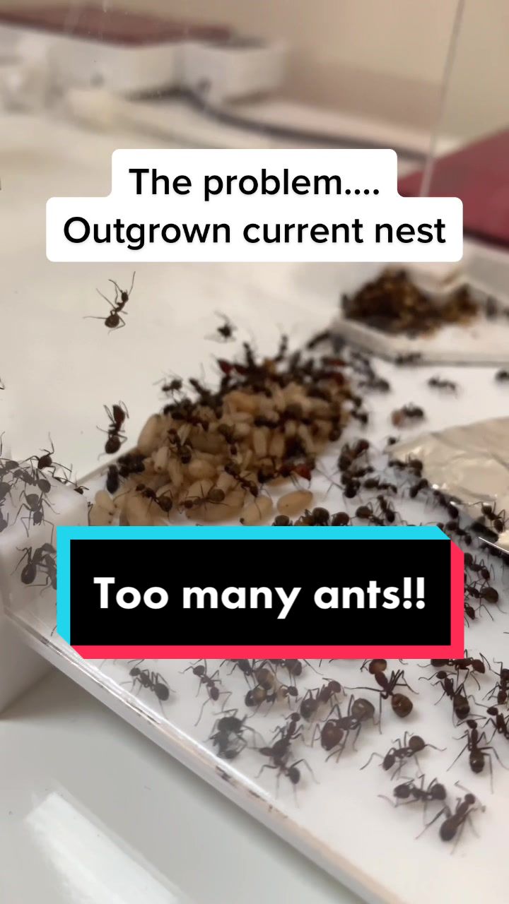 @antshq