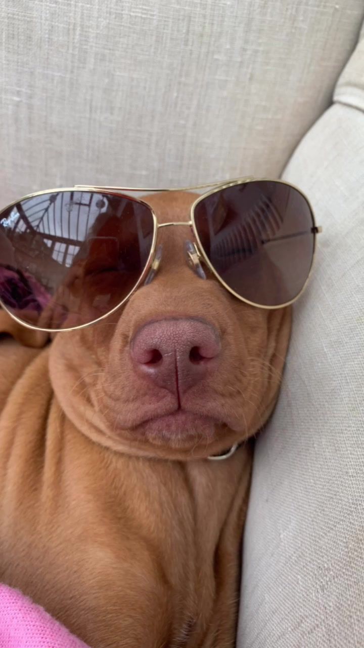 @Just that adorable pup