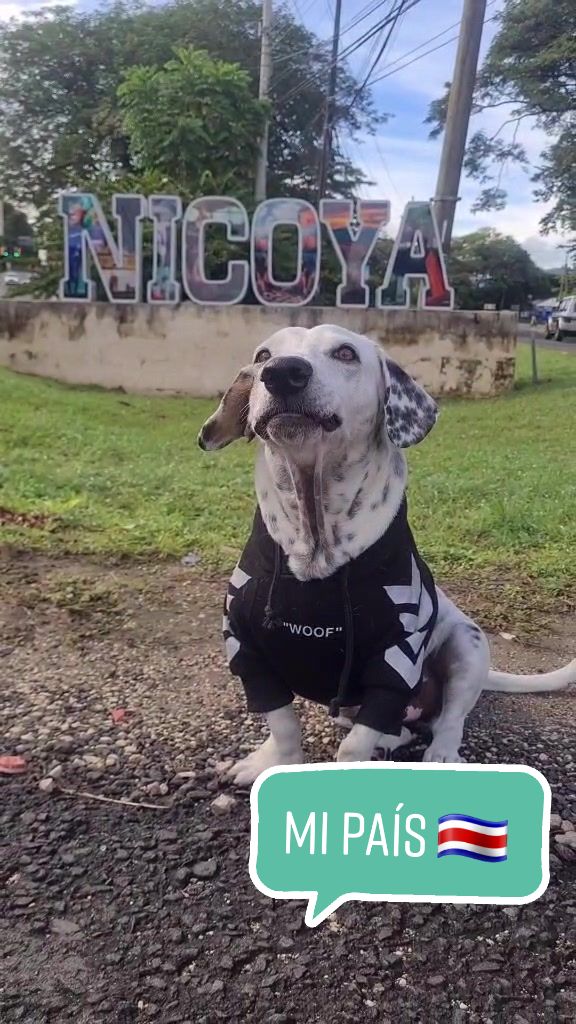 @Popeye | The Tama Bike Dog