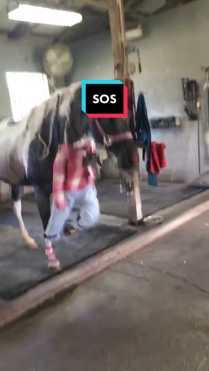 @Panda the Pony