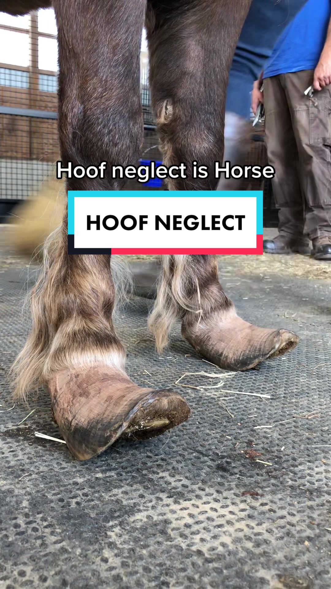 @Days End Farm Horse Rescue