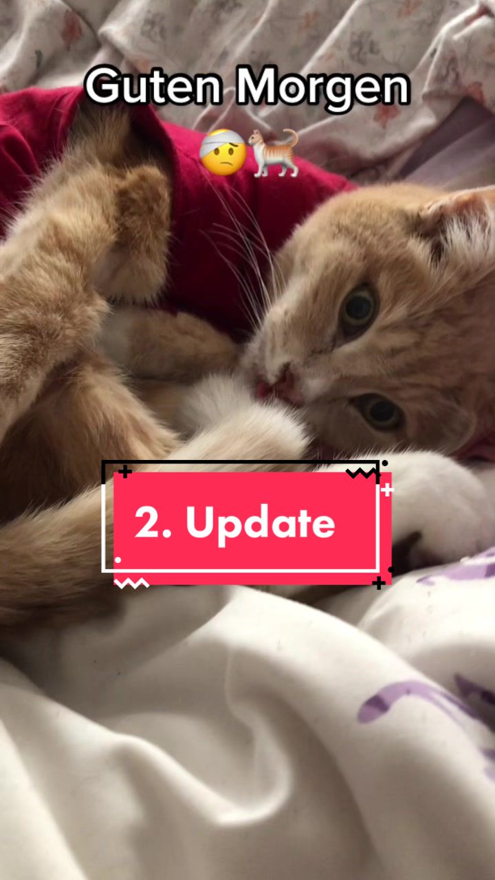 @Tina🙋🏼♀️Shiva🐈⬛❤️Mou🐈