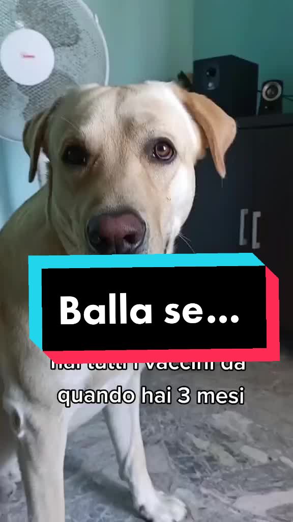 @il mio amico Lucky