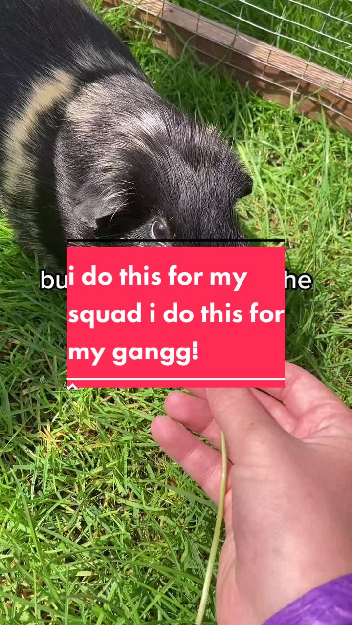 @Guinea pig tricks 🐹👍