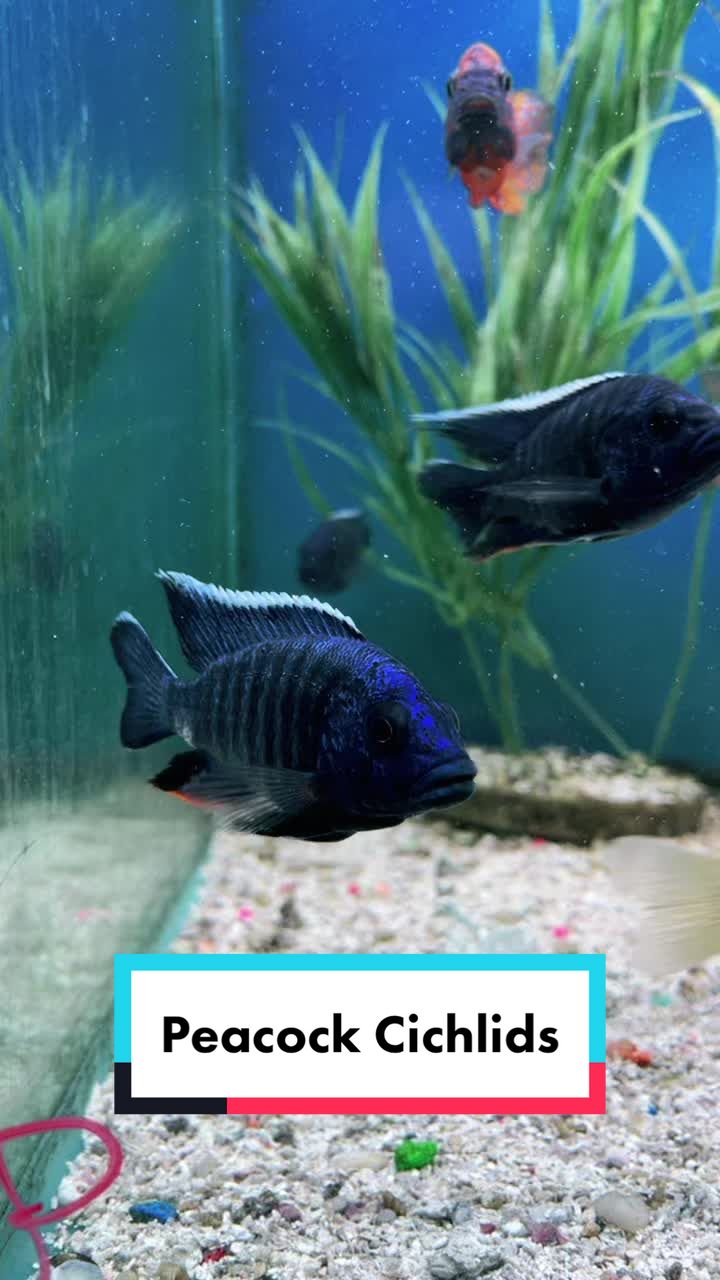 @Aquarium Paradise